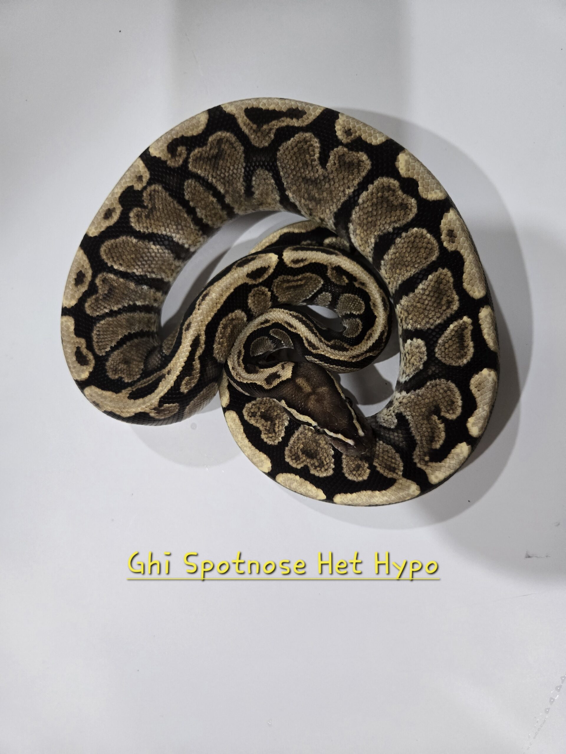 GHI Spotnose Het Hypo