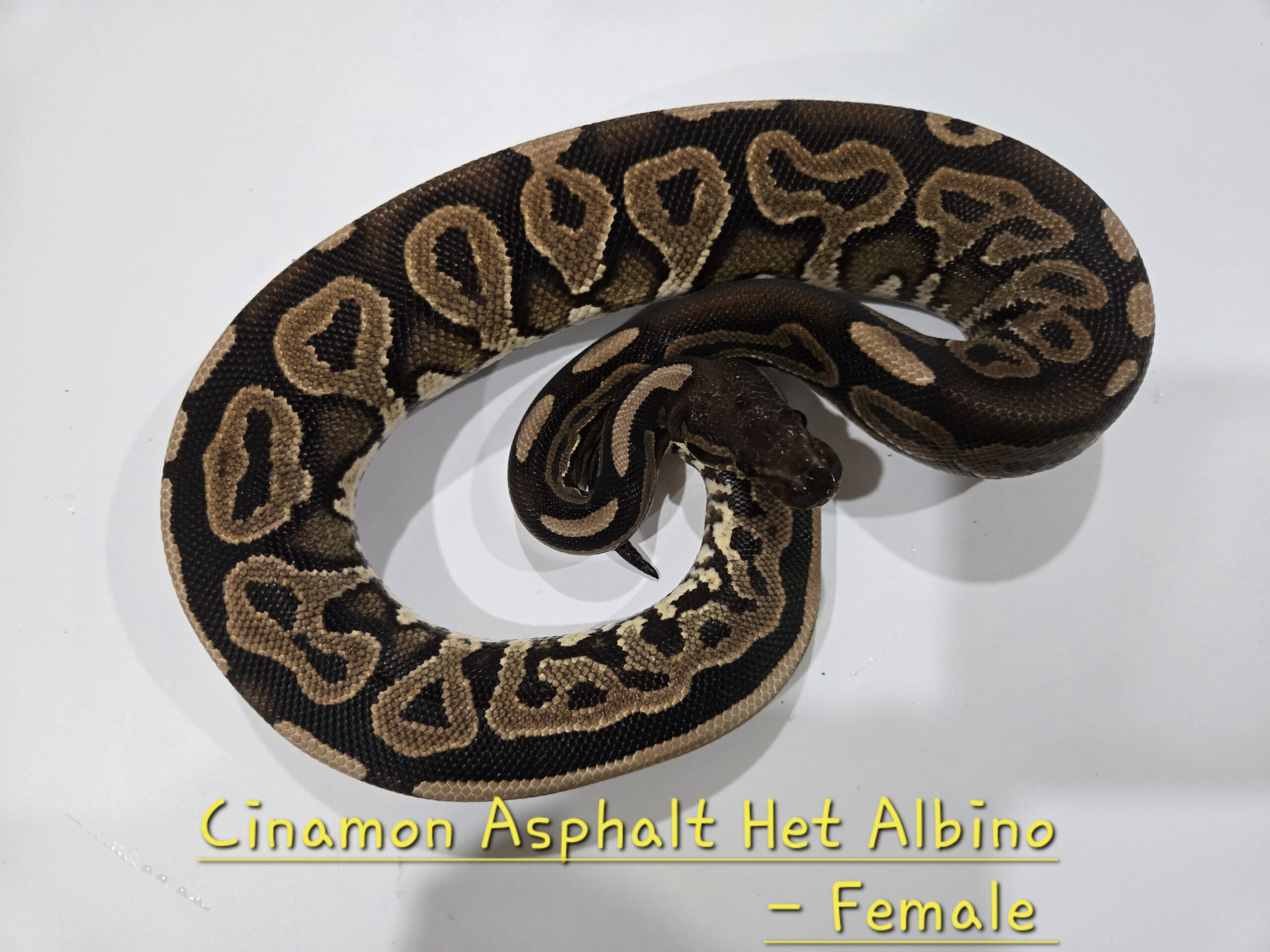 Cinnamon Asphalt Het Albino
