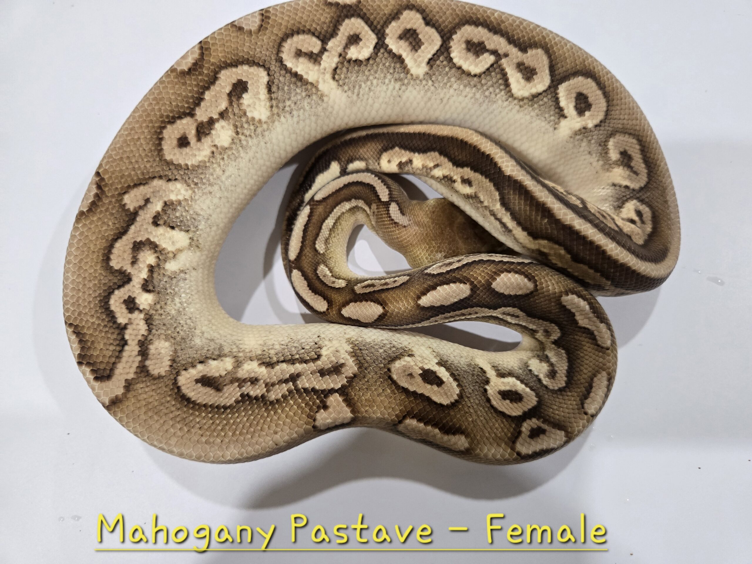Mahogany Pastave