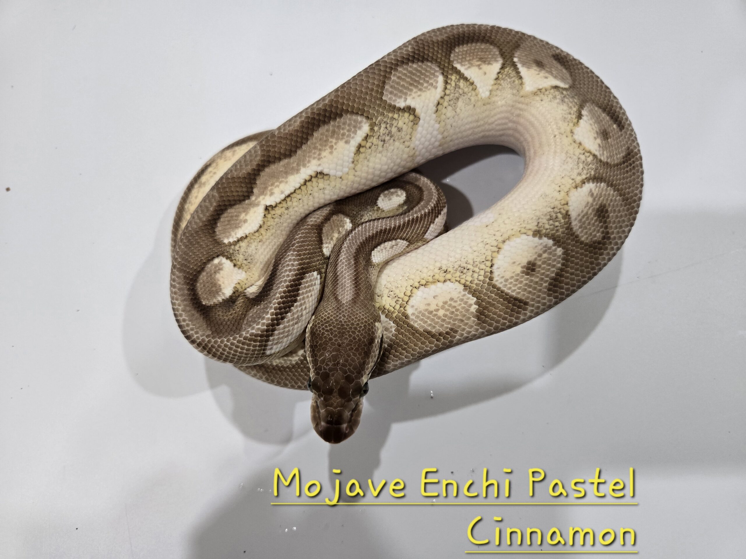 Mojave Enchi Pastel Cinnamon
