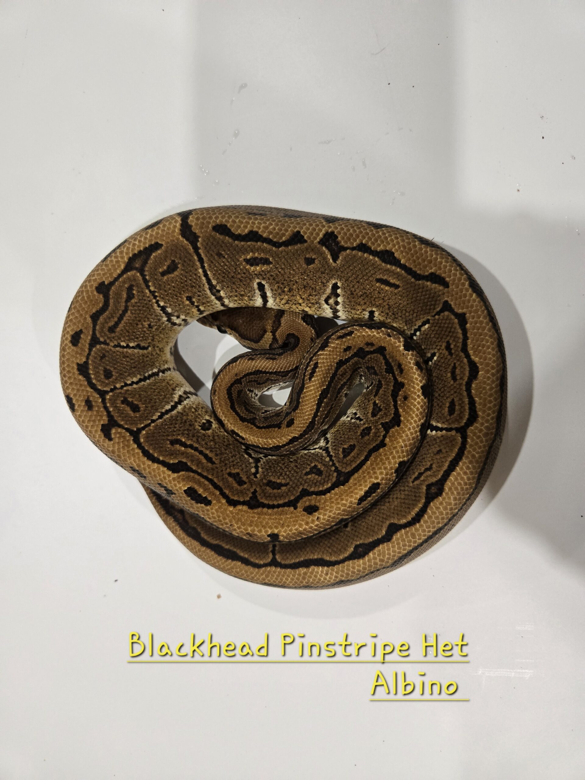 Blackhead Pinstripe Het Albino