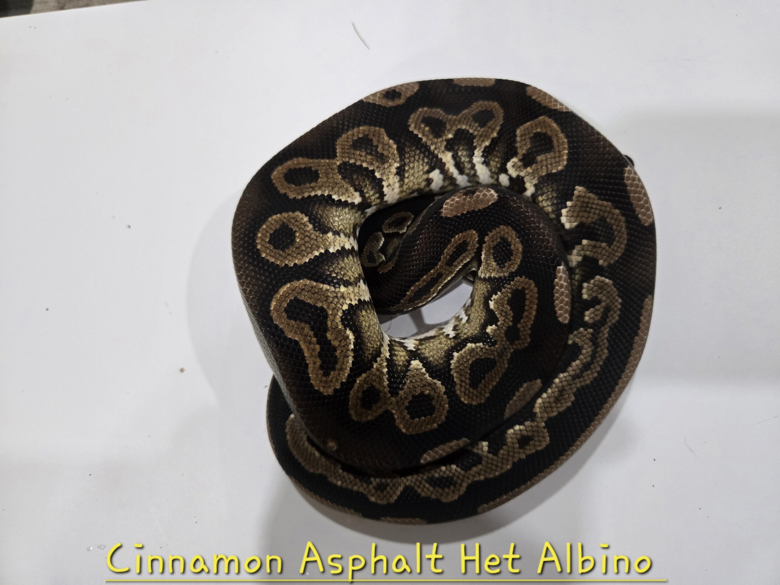 Cinnamon Asphalt Het Albino
