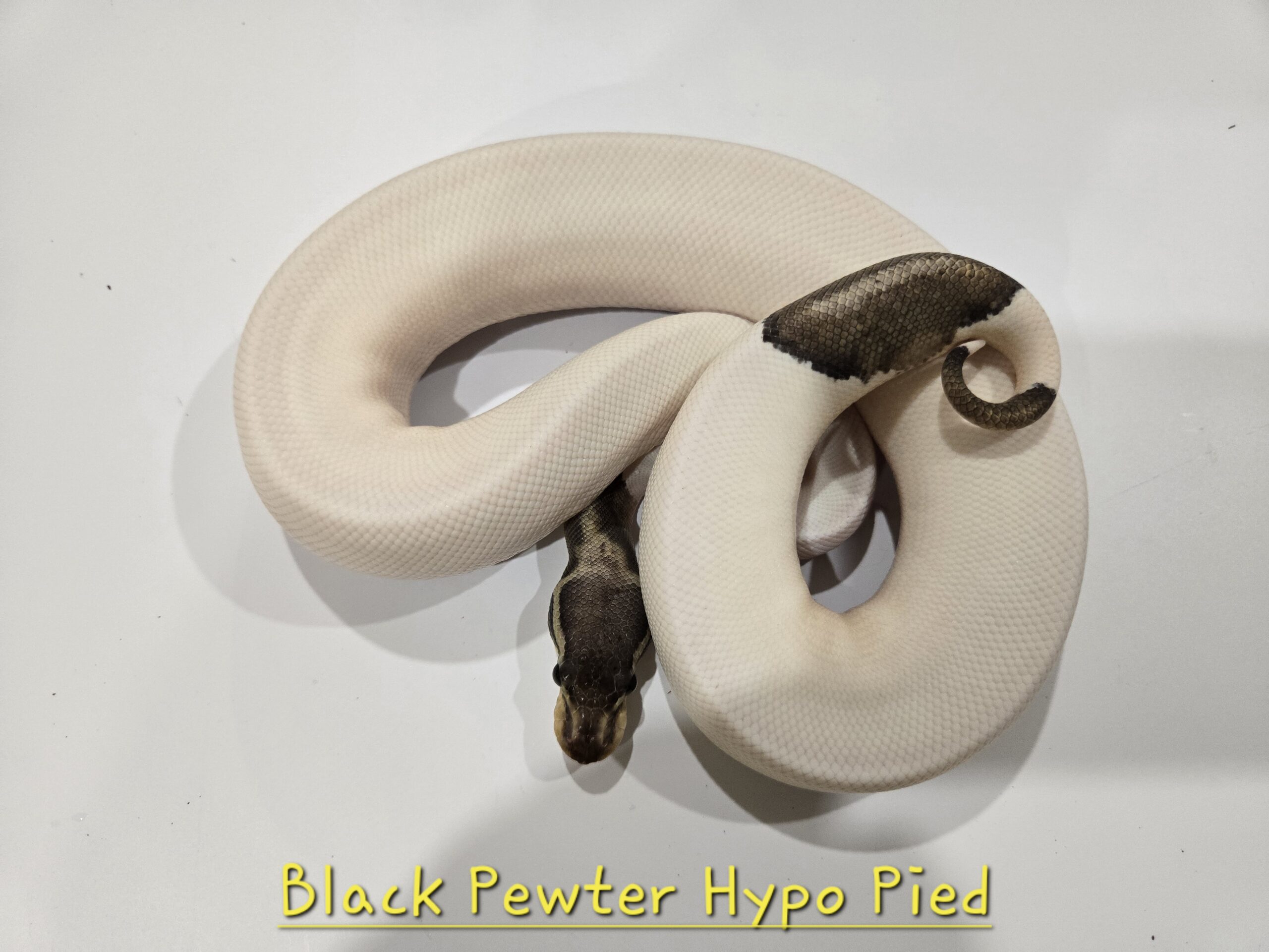 Black Pewter Hypo Pied