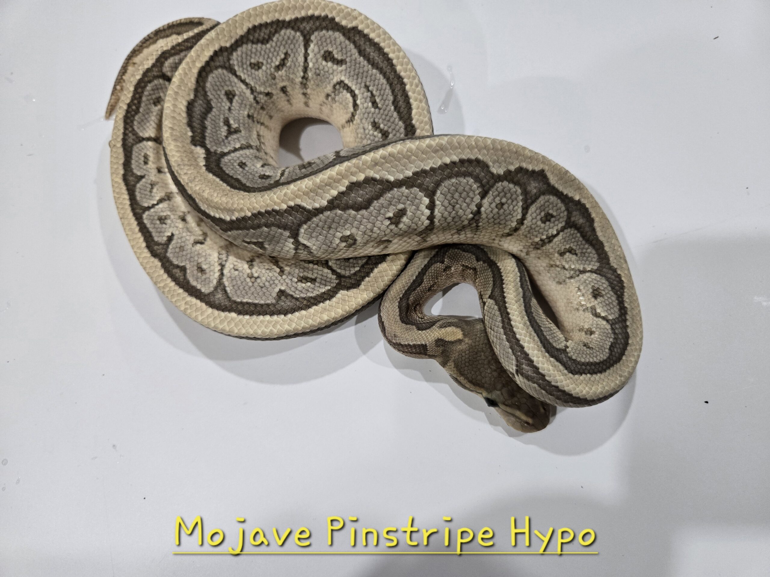 Mojave Pinstripe Hypo