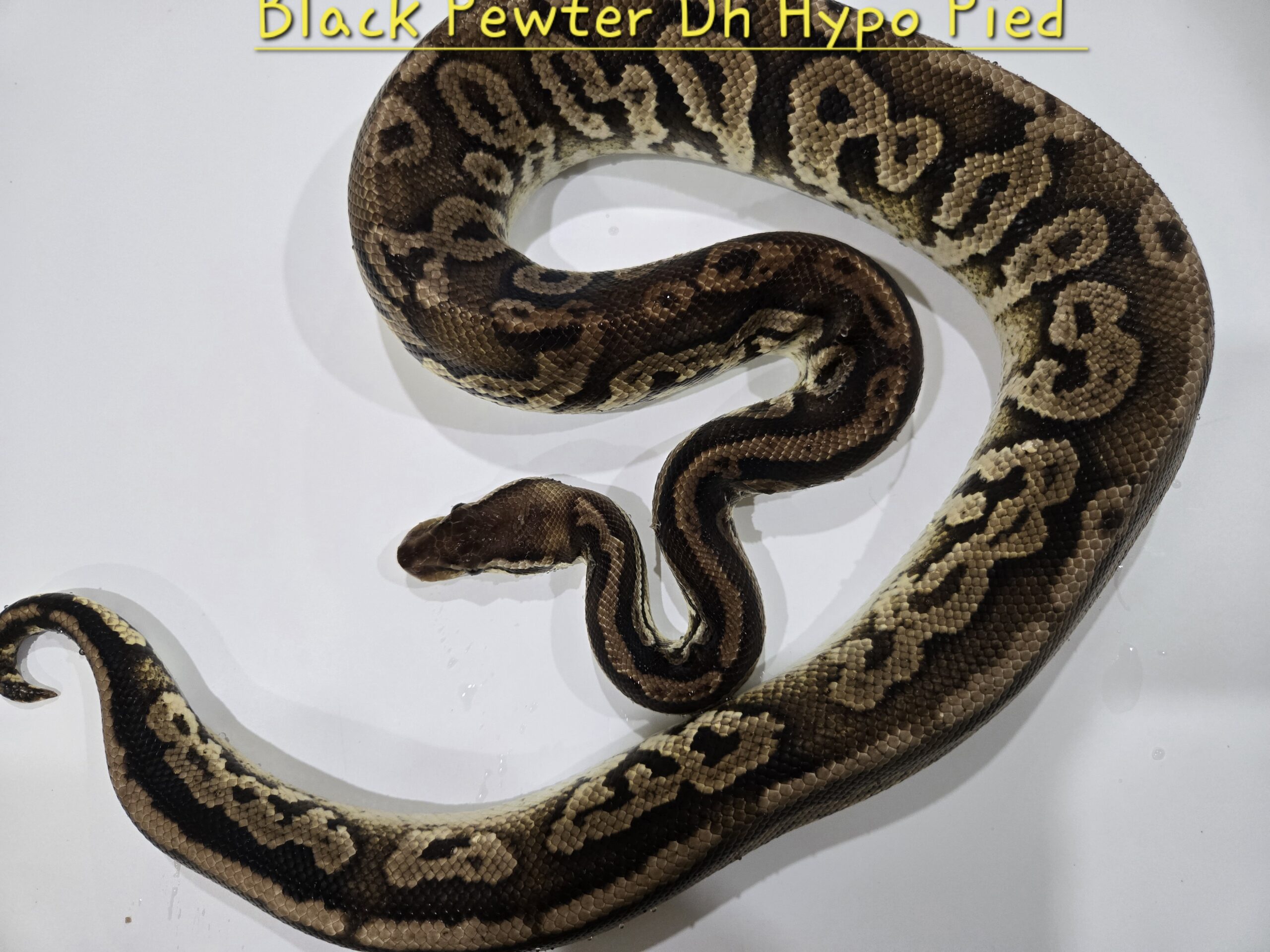 Black Pewter DH Hypo Pied (Breeder)