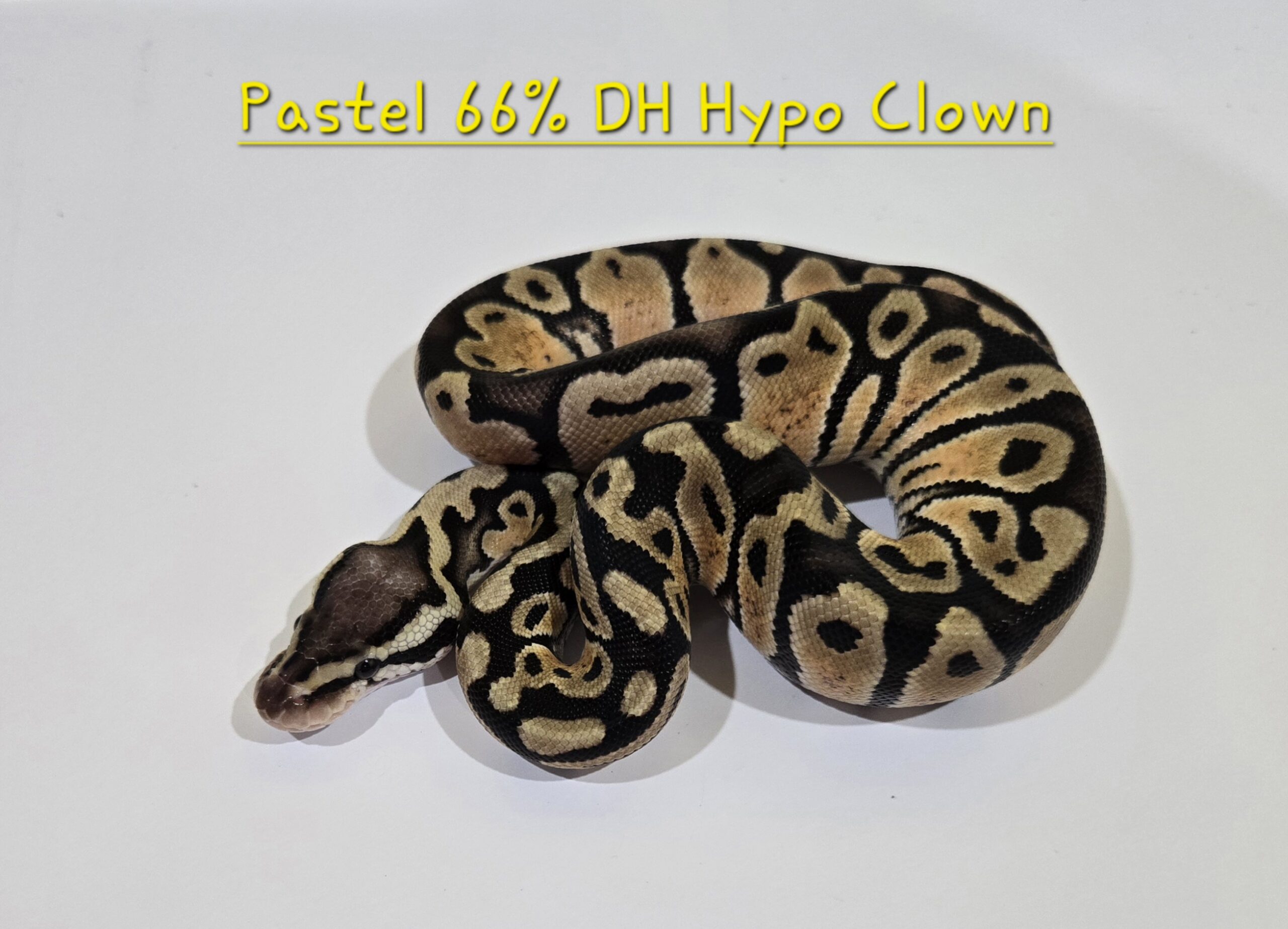 Pastel 66% DH Hypo Clown