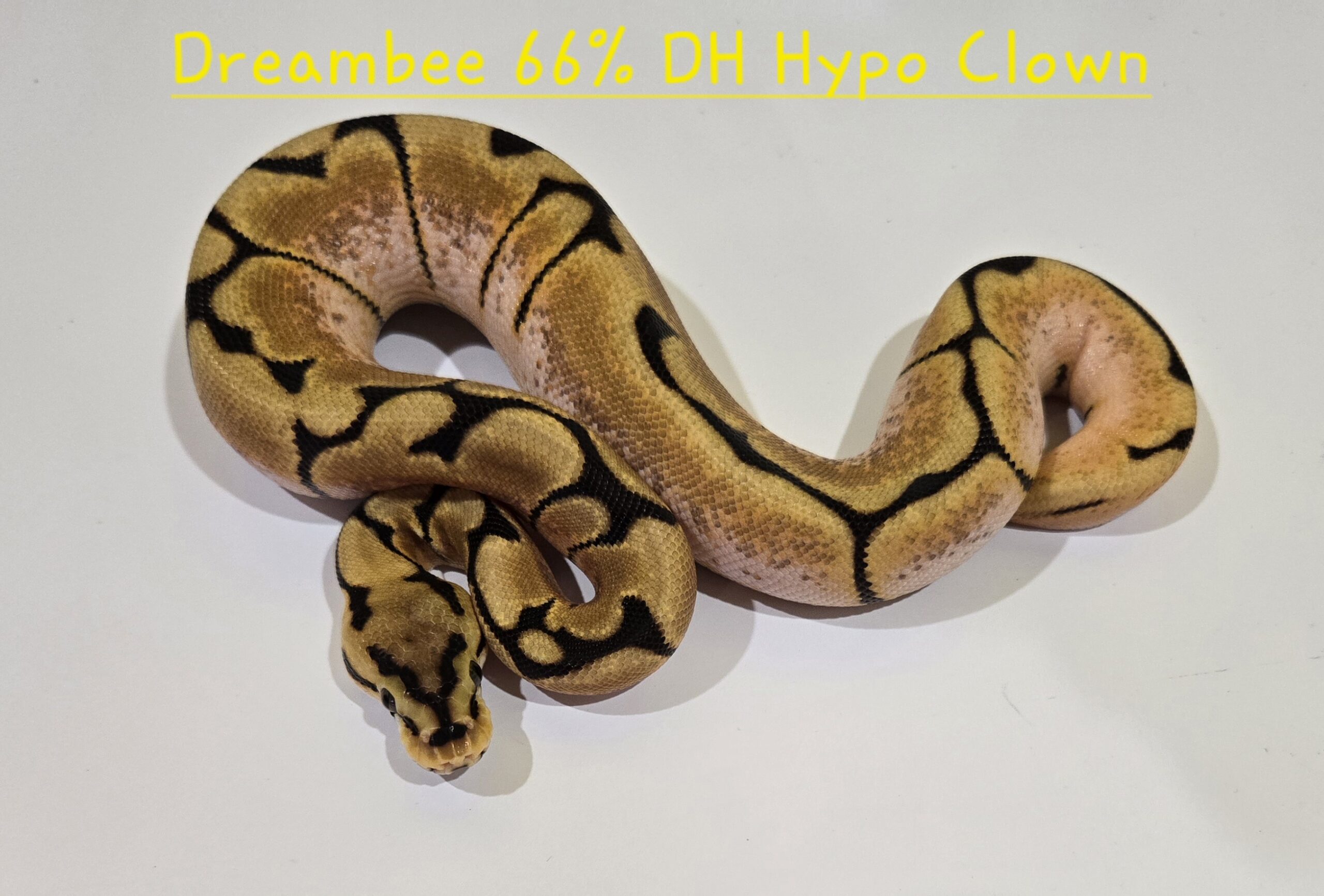 Orange Dream Spider 66% DH Hypo Clown