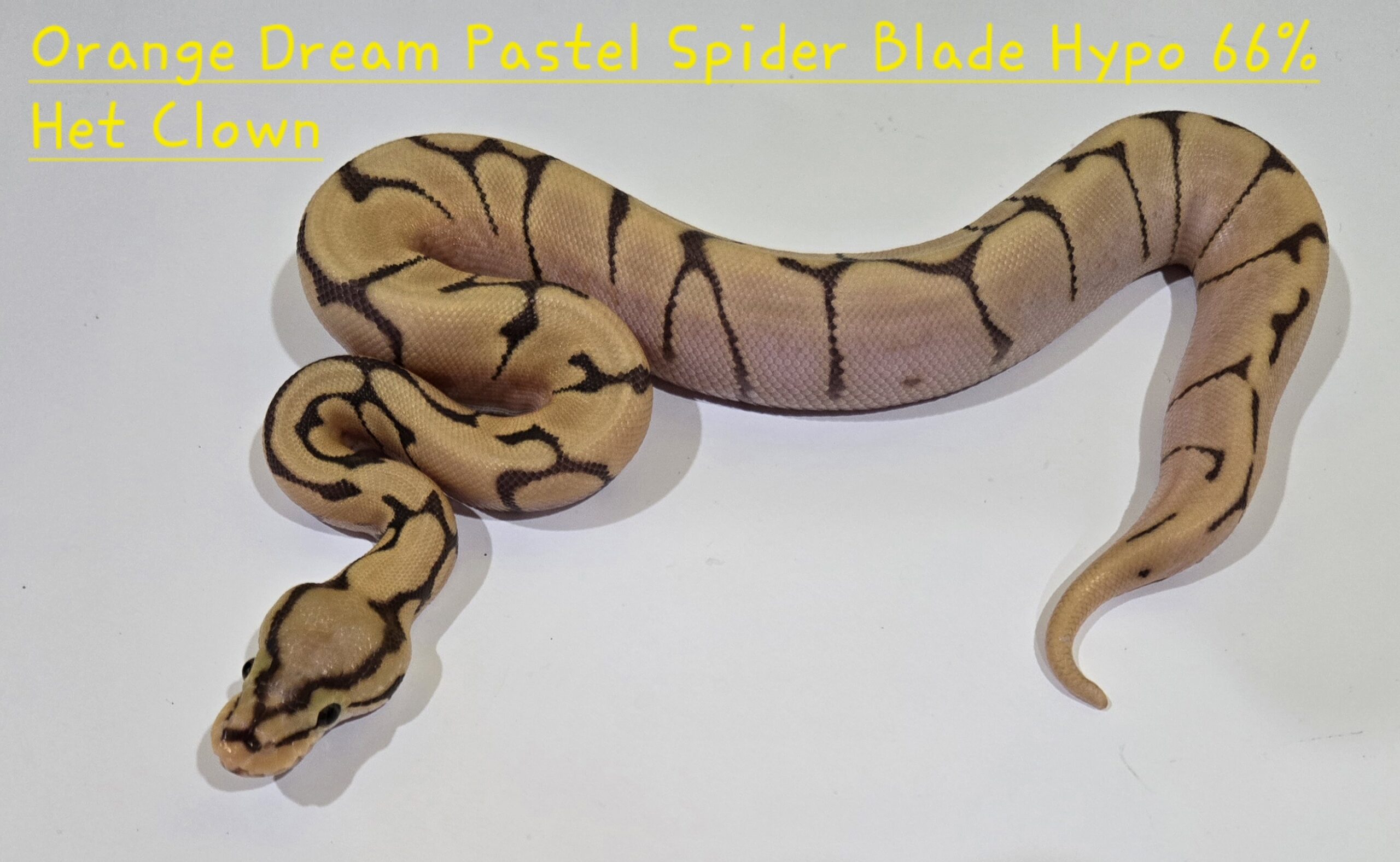 Orange Dream Pastel Spider Blade Hypo 66% Het Clown